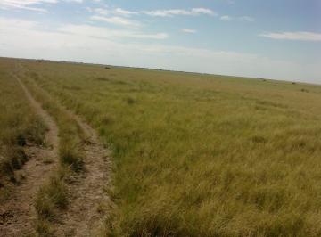 Campo , La Rinconada · Campo Ganadero