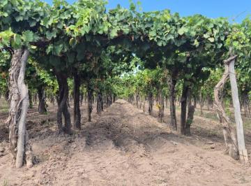 Terreno , San Martín · Vende Finca, Sobre Carril Montecaseros, San Martín, Mendoza