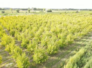 Terreno , San Martín · Vende Finca 1,7 Ha en Palmira, San Martín, Mendoza