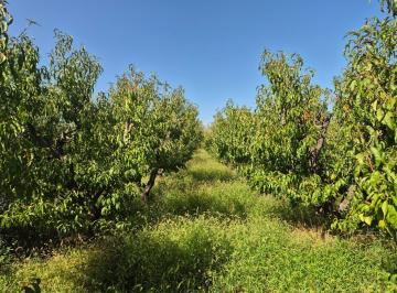 Terreno , San Martín · Vende Finca Sobre Callejón Menacho, San Martín, Mendoza.