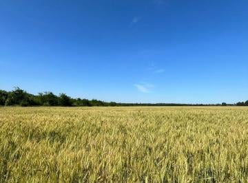 Campo · Campo en Ezeiza