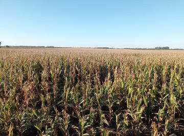 Terreno · 30000m² · Campo en Venta en Necochea