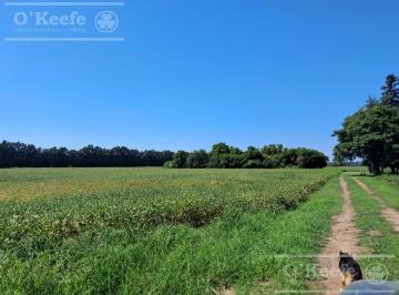 Campo · 200m² · 5 Ambientes · Campo en Venta de 44 Has Agricolas en Baradero