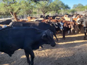 Campo , Cruz del Eje · Campo Ganadero/ Villa de Soto/títulos Perfectos/ 4000 Ha