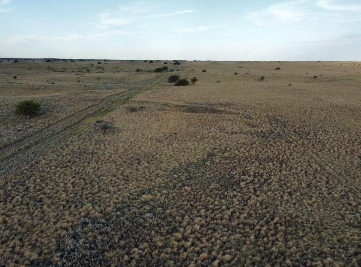 Campo
