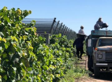 Campo · 200m² · 1 Ambiente · Oportunidad Finca en Producción Vitivinícola Mendoza