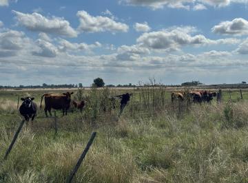 Campo · 203m² · 5 Ambientes · Campo en Venta en Km. 69 Cerca de Brandsen