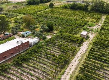 Campo · 5m² · Venta de Finca 4.7 Has en Callejon Toro - La Libertad, Rivadavia