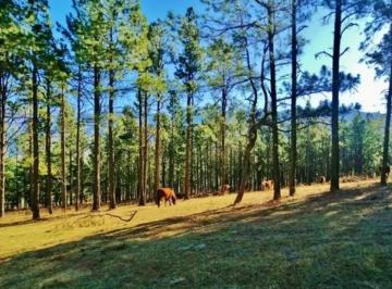 Terreno · 4710m² · Venta Lote Pinar de Los Ciervos