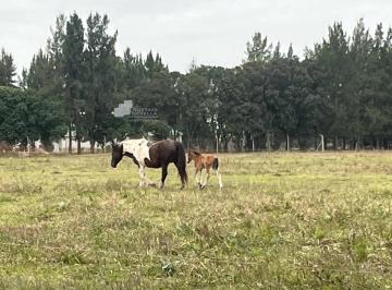 GNP-GNP-865_2 · Chacra en Venta