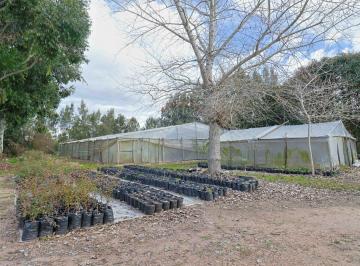 Campo · 255ha · Vivero en Venta - Ruta 6, Entre Sauce y Santa Rosa