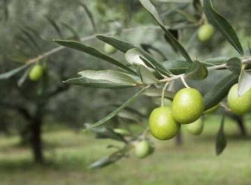 Campo · 60000m² · Venta Finca en Mendoza con Olivares en Produccion. con Permiso de Agua y Pozo Propio!