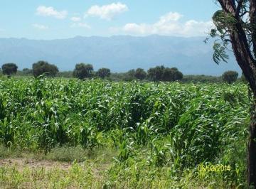 Campo , San Luis · Excelente Campo en La Zona Mas Humeda de San Luis Capìtal, Ganadero. Financiado