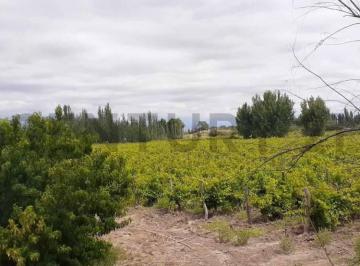 Campo · 12m² · Finca en Venta - Productiva con Cultivo de Vid - Lavalle