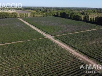 Campo · 300m² · 4 Ambientes · Finca Venta San Rafael Mendoza