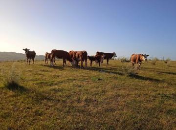 Campo · 205ha · Campo en Venta, Km 340 de Ruta 8, 4ta Sec de 33.