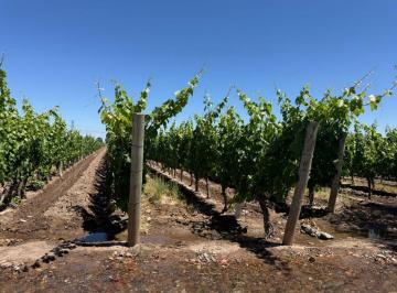 Campo · 11ha · Venta Finca en Pedriel Lujan de Cuyo