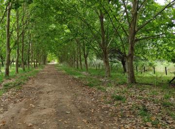 Campo · 1ha · Venta Chacra 1 Ha, Arbolado Manzanares, Pilar