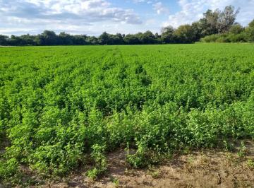 Campo · 90m² · 4 Ambientes · Campo en Venta