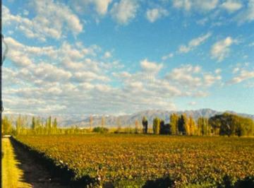 Campo · 10000m² · Finca - Perdriel