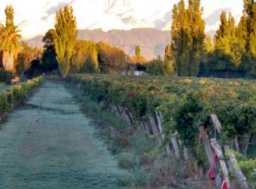 Campo , Agrelo · Euskadi Vende Espectacular Finca en Agrelo (Calle Cochabamba) - Usd 549.000