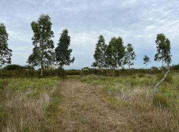 Campo · 4ha · Venta de Chacra 4,39 Há. Próximo Sauce