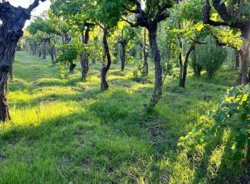 Terreno · 3000m² · Venta de Terrenos en San Rafael, Mza
