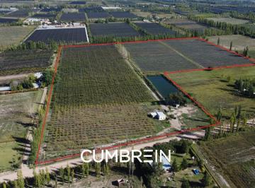 Campo · 140m² · Finca de 11 Ha con Reservorio y Ciruelos d'Agen | Cuadro Benegas - San Rafael