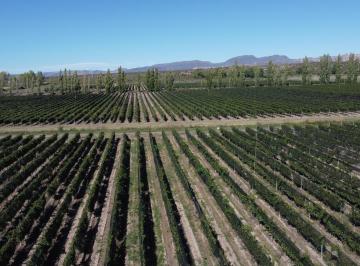 Campo · 370000m² · 37 Ha de Viñedos en Cuadro Benegas, Sobre Calle Bifani
