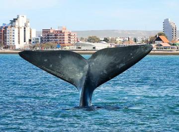Terreno , Puerto Madryn · 1.3 Has Usd 13.000. - Dueño Directo Lote 1 Quinta I