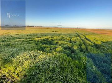 Campo · 305ha · Chacra - General Alvear
