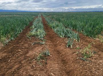 Campo · 8000000m² · Campo en Venta