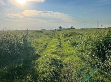 Campo , Pergamino · Campo 100 % Agricola, 44 Ha, J. A. de La Peña, Pergamino, Zona Nucleo