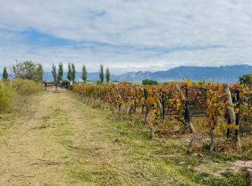 Campo · 10000m² · Finca - Perdriel