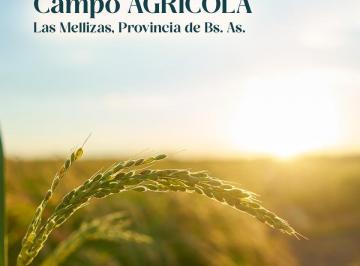 Campo · 500000m² · Campo Agrícola - San Nicolás de Los Arroyos