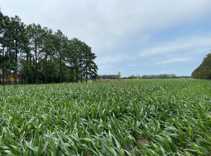 Campo · 1ha