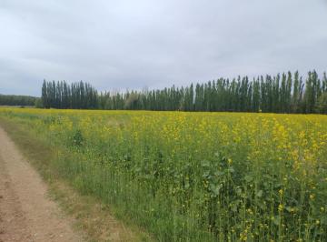 Campo · 50m² · 1 Ambiente · Venta de Chacra en Allen - 9 Ha