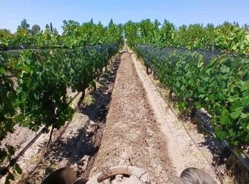 Campo · 20000ha · Venta Exclusiva Finca 2,6 Has de Malbec - La Consulta, San Carlos, Mza
