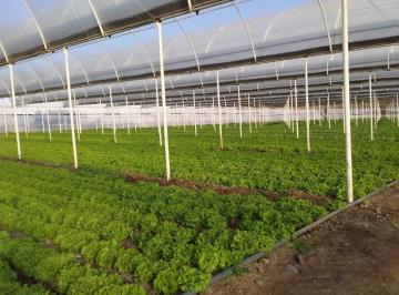 Campo · 90000m² · Venta de Chacra 9 Hectáreas, Productiva /comercial con Invernaderos