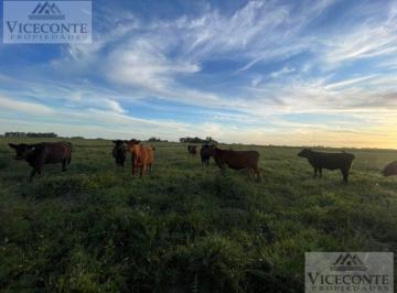 Campo , Saladillo · Campo de Cría Recría 88 Has, del Carril, Partido de Saladillo, Provincia de Buenos Aires.