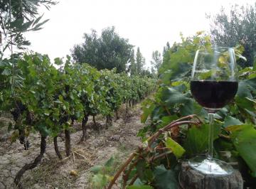Campo · 2ha · Venta Finca Barrancas, Maipu, 2 Hect - Oportunidad