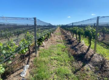Campo de 4 ambientes, Las Heras · Se Vende Hermosa Finca en Las Heras