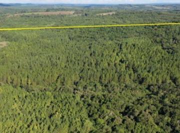 Campo · 60m² · Se Vende 60ha de Colonia Roca con Pino