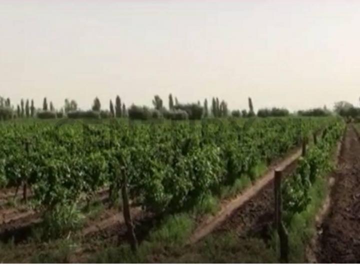 Campo · 80m²