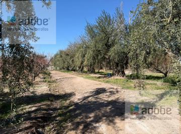 Campo · 78200ha · Finca de 8 Has Apta Para Loteo en Venta en Coquimbito