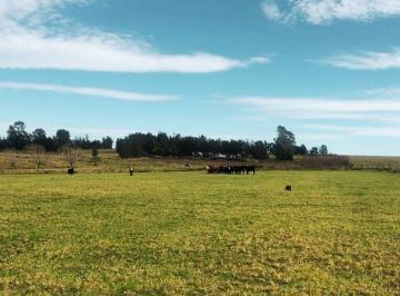 Campo · 55ha · Chacra 7 Hás en Venta en San Carlos con Cañada