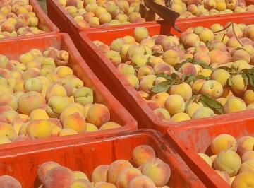 Campo , Cañada Seca · Finca en Cañada Seca a 25 Minutos del Centro de San Rafael, Mendoza