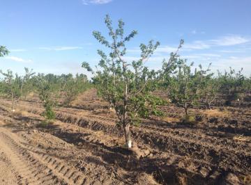 Campo de 2 ambientes, San Rafael · Se Vende Finca en Cañada Seca, San Rafael