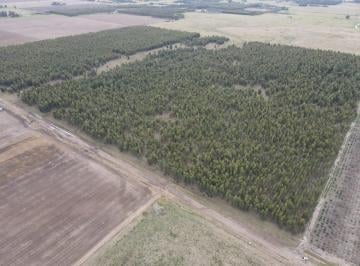 Campo · 820000m² · Campo Forestal de 82,5 Has en Venta en Ramon Santamarina