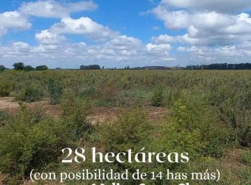 Campo · 280000m² · Campo de 28 Ha en Zona Molino Santa Clara